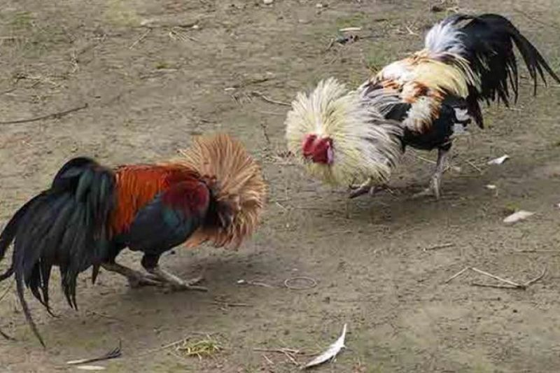 Cockfighting